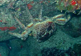 granseola