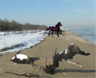 cavallo sulla spiaggia