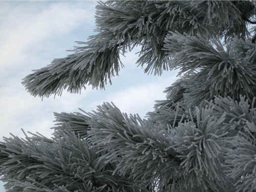 inverno