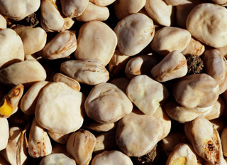 cicerchia