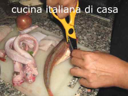 gallinella