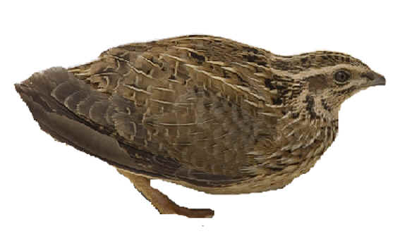 quaglia