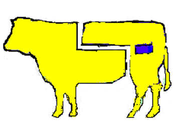 fesa esterna