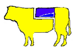 fiorentina 