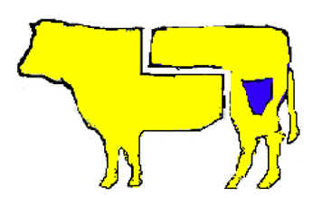 Fesa interna 
