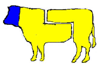 testa