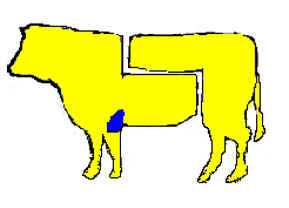 Fiocco