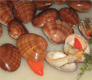 molluschi