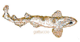 GATTUCCIO