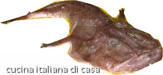rana pescatrice