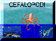 cefalopodi