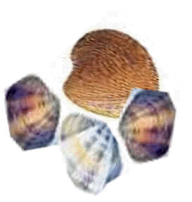 vongole