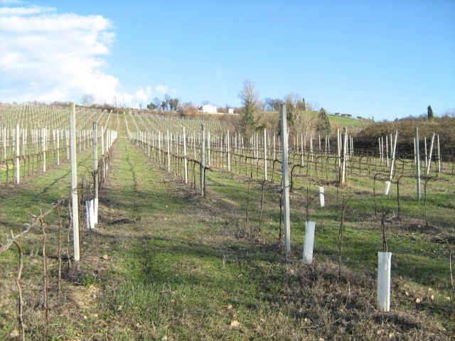 vigneti della colombina a fratta terme