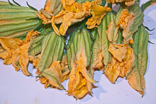 fiori di zucca