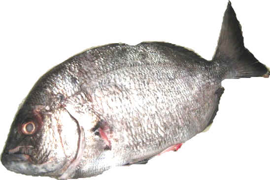 pesce