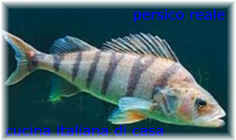 pesce persico