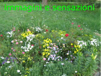 maggio