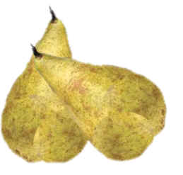 pera