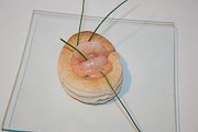 vol au vent con i gamberi