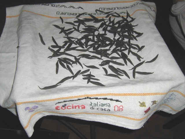 trofie al nero di seppia