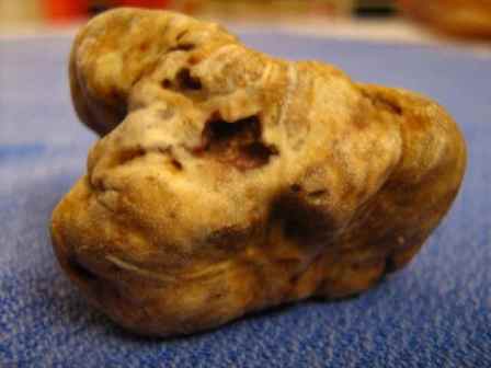 tartufo
