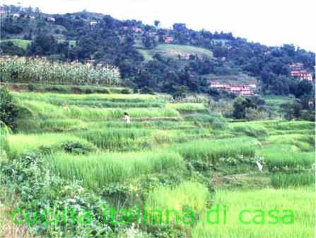 campi di riso in indonesia
